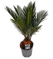 Cycas Revoluta 6+