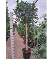 Ficus rubiginosa Australis stam 300