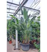 Strelitzia Nicolai bush XXL 400