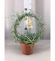 Senecio radicans boog