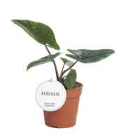 Alocasia Scalprum