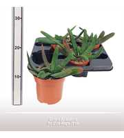 Gasteria Barbadensis