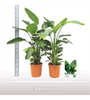 Strelitzia nicolai 6 per pot