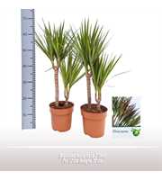 Dracaena marginata 2 toef