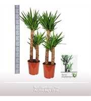 Yucca elephantipes 2 stam