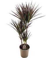 Dracaena magenta 45-25-10