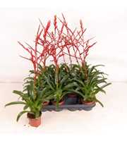 Vriesea Happy Red