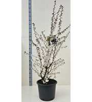 Prunus nipponica 'Brillant'