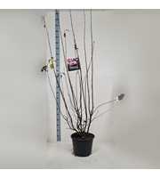 Viburnum bodn. 'Dawn'