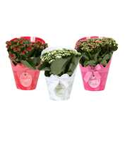 KP-848.3 - Kalanchoe Rosalina in Gifts Lovemix