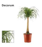 Beaucarnea recht 27 cm (Decorum)