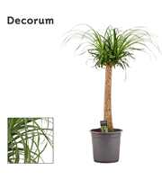 Beaucarnea recht 24 cm (Decorum)