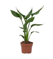 Strelitzia reginae 2 stek