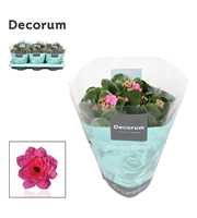 Kalanchoe Decorum - Pink