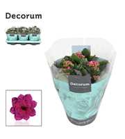 Kalanchoe Decorum - Purple