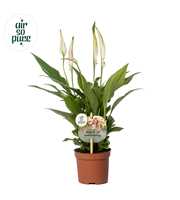 Air so Pure - Spathiphyllum Pearl 9cm