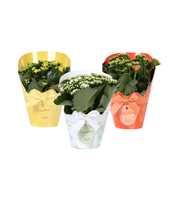 KP-848.4 - Kalanchoe Rosalina in Gifts Paasmix