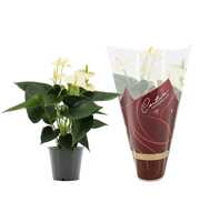 Anthurium Cocos in Couture Diamond sleeve