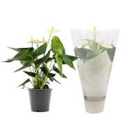 Anthurium Cocos in Couture sleeve