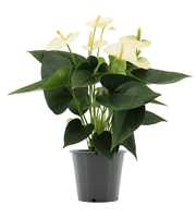 Anthurium Cocos in transparant sleeve