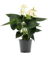 Anthurium Cocos in transparant sleeve