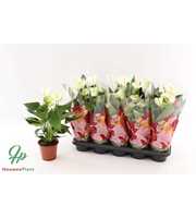 Anthurium Elido in Couture clock sleeve