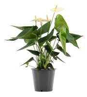 Anthurium Cocos in transparant sleeve