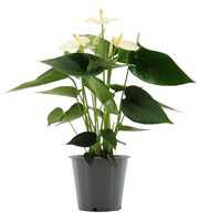 Anthurium Cocos in transparant sleeve