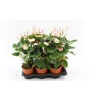 Anthurium Amalia Elegance without sleeve