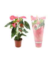 Anthurium Maine in Couture sleeve