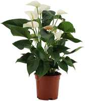 Anthurium White Winner in transparant sleeve