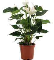 Anthurium White Winner in transparant sleeve