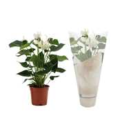 Anthurium White Winner in Couture sleeve