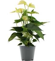 Anthurium Vanilla in transparant sleeve