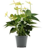 Anthurium Vanilla in Transparant sleeve