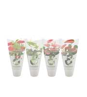 Anthurium 4 color mix in Essentials sleeve