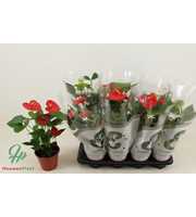 Anthurium 4 color mix in Essentials sleeve