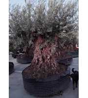 olea europaea