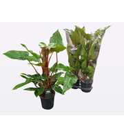 Philodendron Red Emerald Kratiste