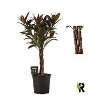 Ficus elast. Nairobi flat braid