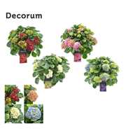 Hydrangea schaal diverse kleuren per kar (Decorum)