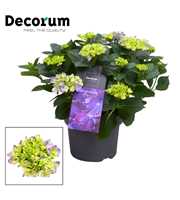 Hydrangea Bol Blue 10 - 15 kop (Decorum)