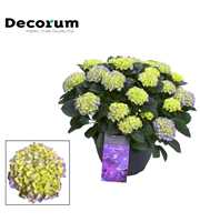 Hydrangea Blue in sierpot 20+ kop (Decorum)