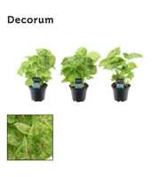 Syngonium Golden (Decorum) 7 cm