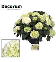 Hydrangea White in sierpot 20+ kop (Decorum)