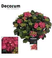 Hydrangea Red in sierpot 20+ kop (Decorum)