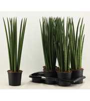 Sansevieria Cylindrica A2 mix 17 cm