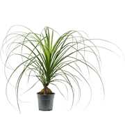 Beaucarnea A2 bol 17 cm