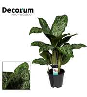 Aglaonema Greenlight (Decorum)