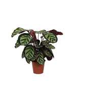 Calathea 19cm Cora Rhythm of Nature zonder hoes